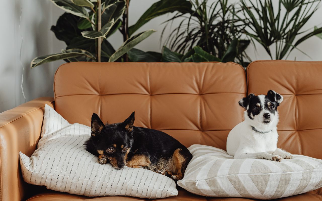 Moving with Pets in San Francisco along quiet city streets with cats and dogs safely secured in a car.